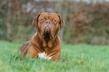 DOGUE DE BORDEAUX 186